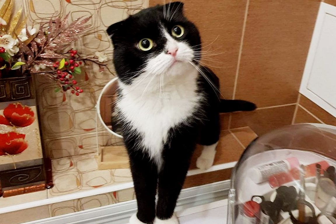 «Это была любовь с первого взгляда». О питомцах из приюта рассказали жители Барановичей