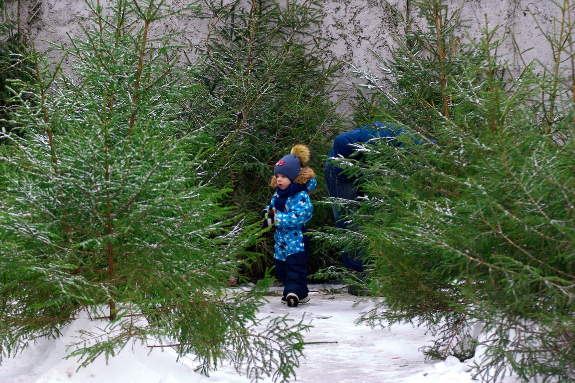 Снегопад и ёлочные базары в Витебске. Фото Сергея Серебро