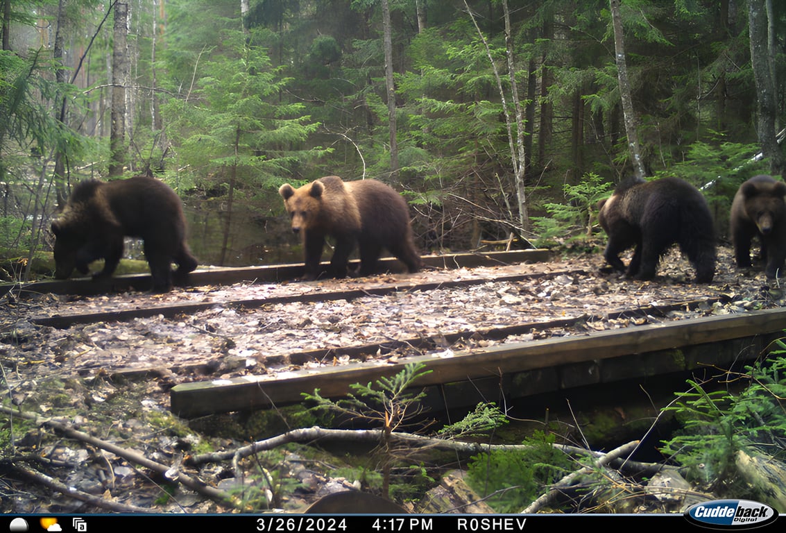 Сразу четыре медвежонка на мостике. Фото Березинского биосферного заповедника