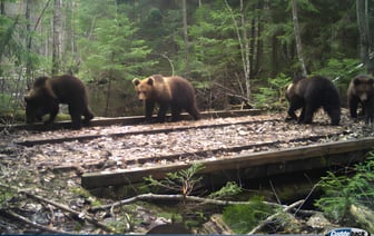 Посмотрите, сколько медвежат! Уникальные кадры из фотоловушки Березинского заповедника