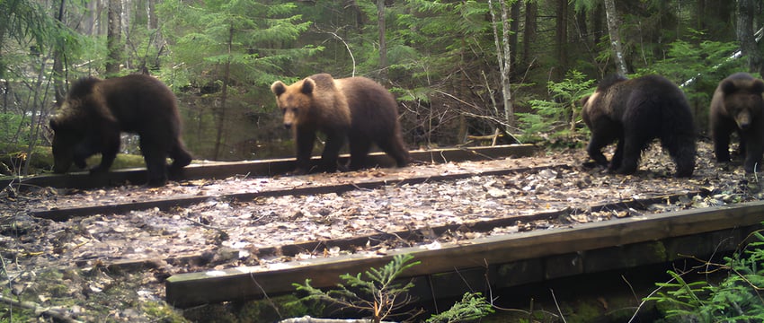 Посмотрите, сколько медвежат! Уникальные кадры из фотоловушки Березинского заповедника