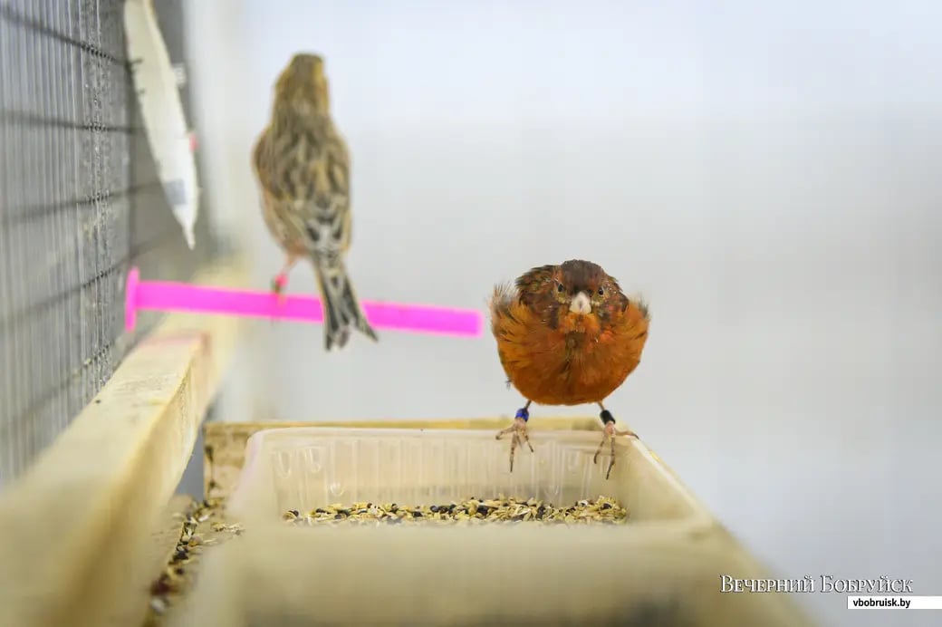 18.09.2024.. Бобруйск. Канарейки Олега Масликова.