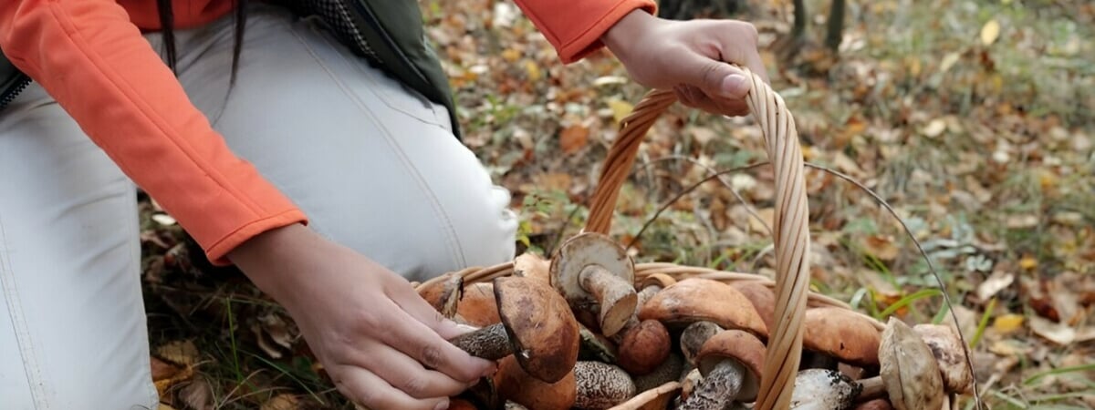 Как быстро вырастают грибы после дождя? Вот когда белорусам нужно идти за боровиками и лисичками — Полезно