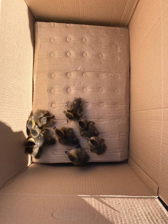 В Бресте спасатели помогли утятам, а в Барановичском районе – лебедю