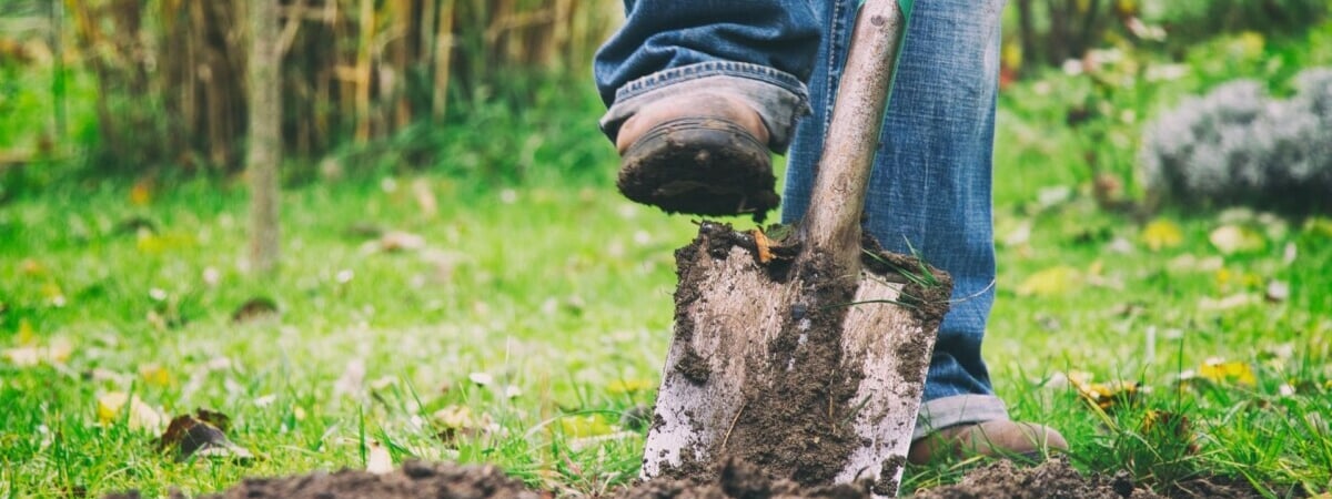 Эти растения белорусам нужно успеть посадить в октябре. Чем дополнить сад и что оставить зимовать на клумбе? — Полезно