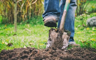 Эти растения белорусам нужно успеть посадить в октябре. Чем дополнить сад и что оставить зимовать на клумбе? — Полезно