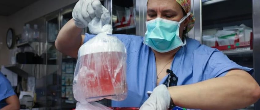 Свиную почку впервые пересадили живому человеку в США