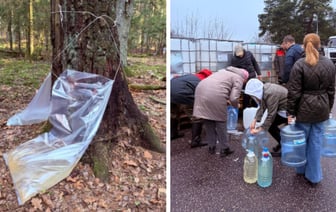 Погода сдвинула добычу березового сока в Беларуси. Узнали в лесхозе, сколько еще продлится сезон — Видео