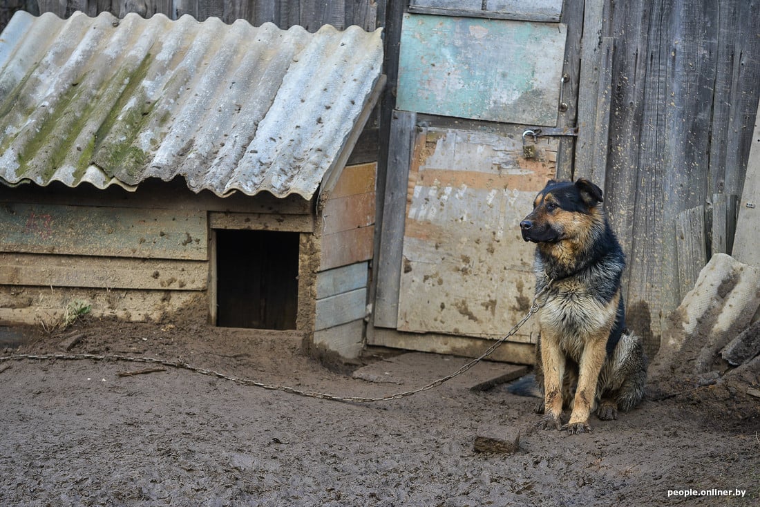 В Беларуси вступил в силу новый закон о животных: о чем важно помнить хозяевам