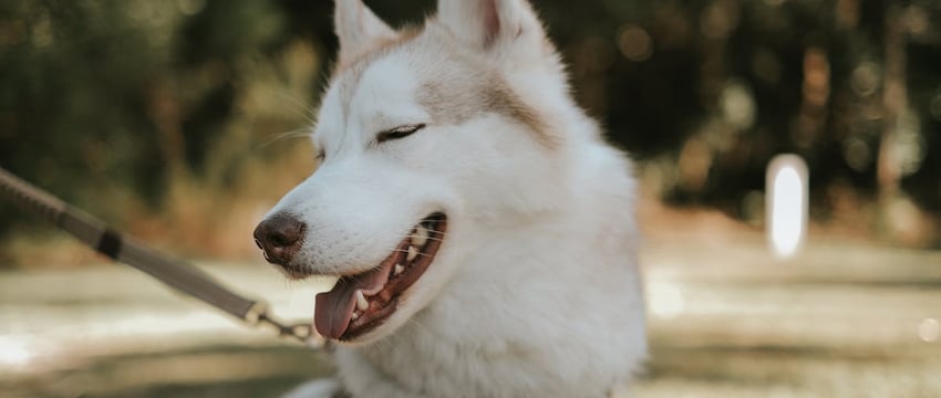 Собака сутками ждала хозяина, который провалился под лед в Башкирии, пока не нашли его тело