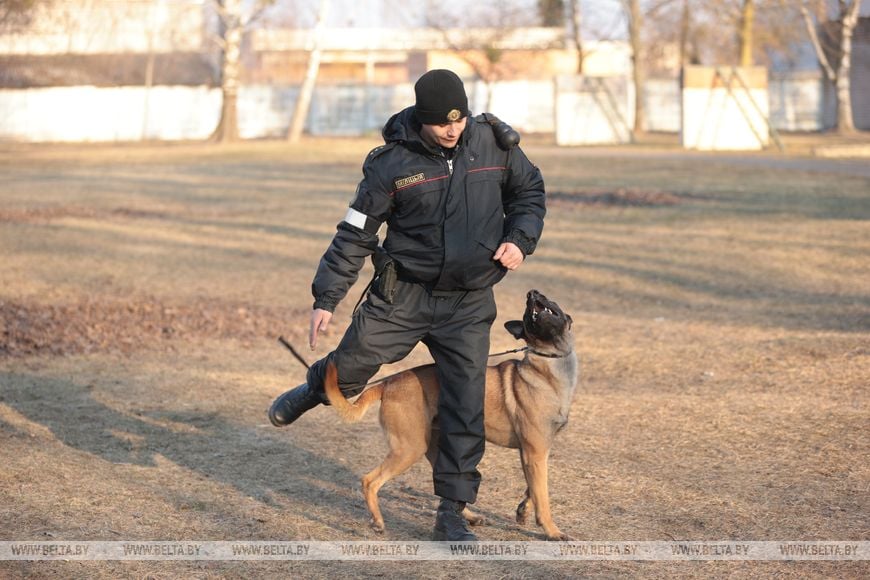 В Бресте показали, на что способны служебные собаки в милиции