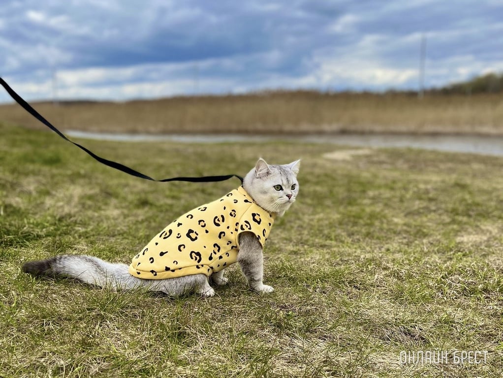 Фото носит иллюстративный характер