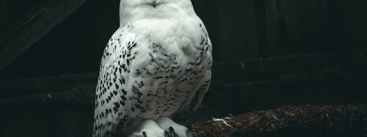 В минской гостинице решили поселить полярную сову. Зачем? — Фото