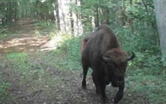 Жизнь зверей в лесах Беловежской пущи - снимки с фотловушки