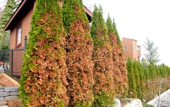 Почему туи осенью становятся бурыми? Обязательно сделайте это в ноябре, чтобы оставались зелеными круглый год — Полезно