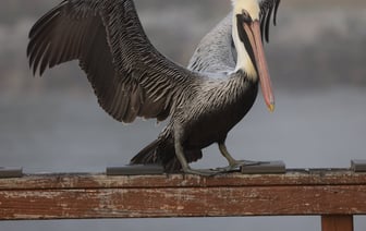 Незаконный бизнес по продаже похищенного топлива организовала группа лиц в Полоцком районе