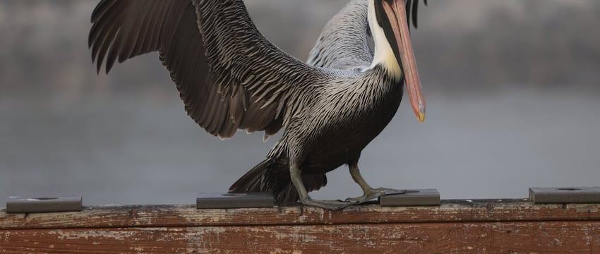 Незаконный бизнес по продаже похищенного топлива организовала группа лиц в Полоцком районе