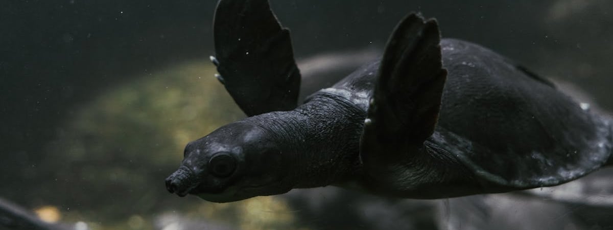 Германия хочет взять на себя инициативу в защите подводной инфраструктуры Балтийского моря