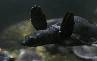 Германия хочет взять на себя инициативу в защите подводной инфраструктуры Балтийского моря