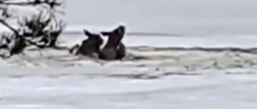 Два лося едва не утонули в озере – помогли полоцкие спасатели