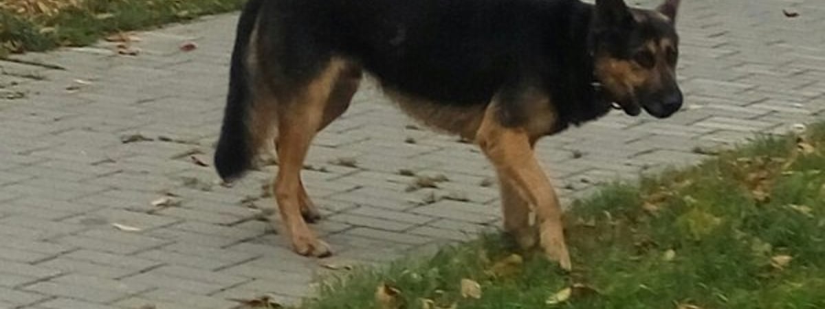 В Гродно на людей напали собаки — чем все закончилось