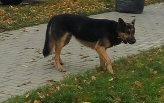 В Гродно на людей напали собаки — чем все закончилось