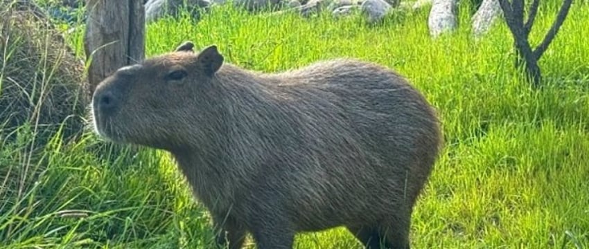 Новые жители в парке животных: бык хека, капибары, тарпановидные лошади, макак лапундер и др.