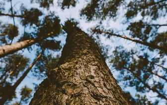 Соскучились? Дожди, грозы и сильный ветер вернутся. Прогноз погоды в Могилеве и области на воскресенье, 21 июля