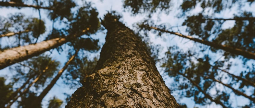 Соскучились? Дожди, грозы и сильный ветер вернутся. Прогноз погоды в Могилеве и области на воскресенье, 21 июля