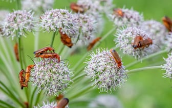 «Продолжаем настаивать на прямых выборах». Павел Латушко – о петиции о роспуске Координационного совета