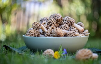 Ограничения на посещение лесов в Витебской области