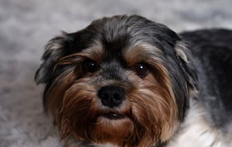 Правительство Германии не видит оснований для отмены антироссийских санкций