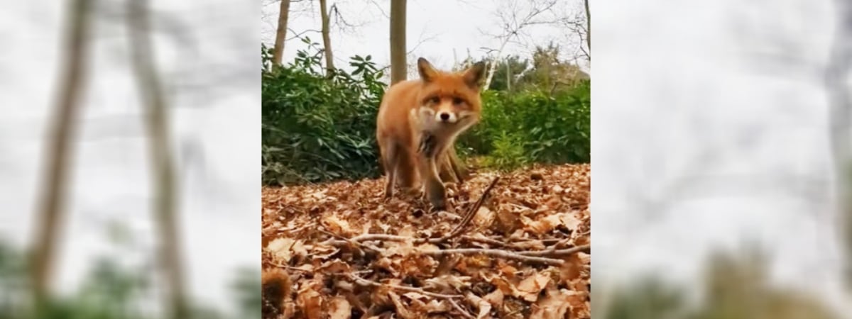 Любопытная лиса украла у человека телефон. Что сняла на видео? — Видео