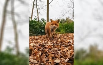 Любопытная лиса украла у человека телефон. Что сняла на видео? — Видео