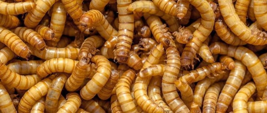 Личинки мучного жука разрешили добавлять в продукты стран ЕС
