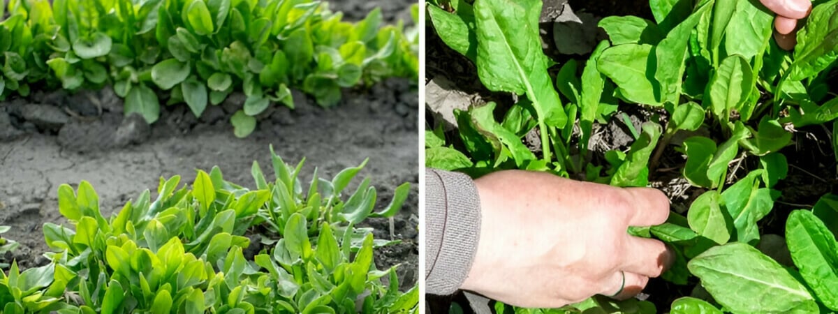 Как правильно посадить щавель весной?