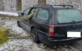 В Бресте в результате падения деревьев повреждено пять машин