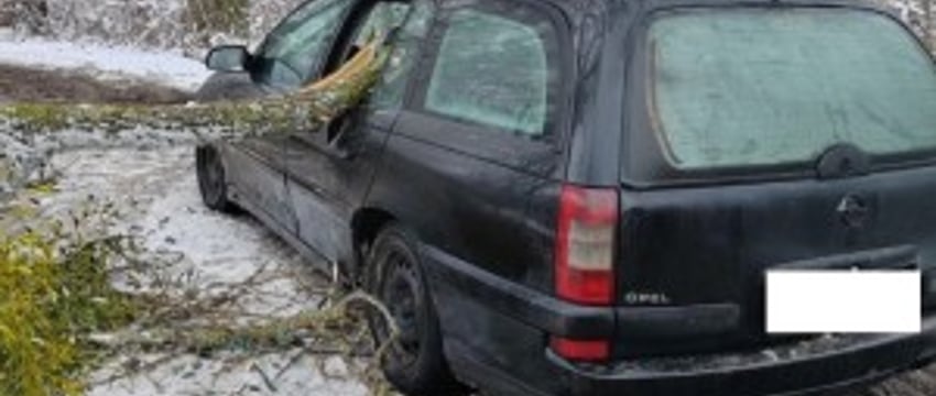 В Бресте в результате падения деревьев повреждено пять машин