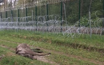 Минприроды заявило об угрозе экосистемам Европы из-за забора в Беловежской пуще