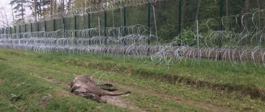 Минприроды заявило об угрозе экосистемам Европы из-за забора в Беловежской пуще