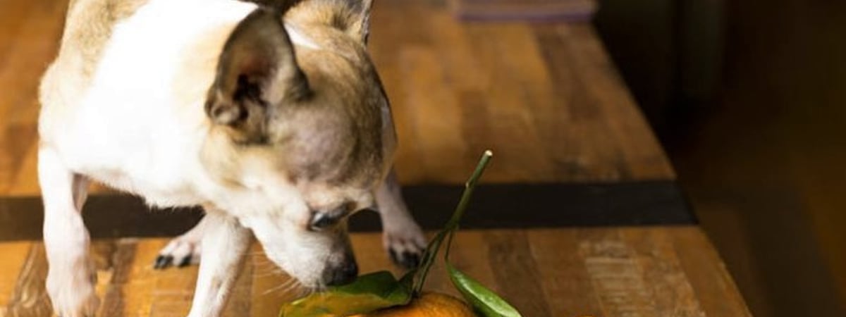 Минутка хорошего настроения — щенок охраняет мандарины, а котенок и обезьянка дерутся за подарок