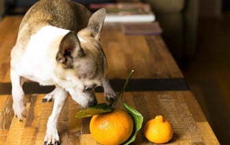 Минутка хорошего настроения — щенок охраняет мандарины, а котенок и обезьянка дерутся за подарок