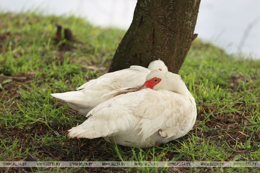 Многодетные супруги наладили деревенский быт и приручили нутрий. Репортаж из Брестской области