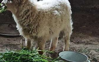 В Жабинке ищут хозяев потерявшегося и спасенного ягненка