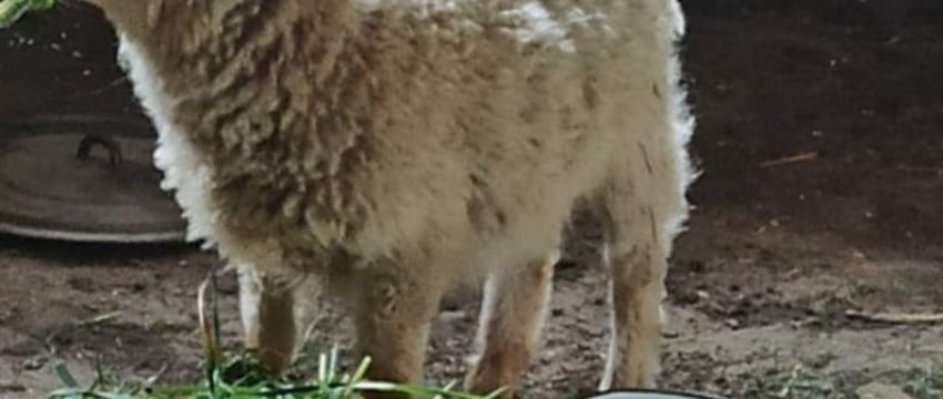 В Жабинке ищут хозяев потерявшегося и спасенного ягненка