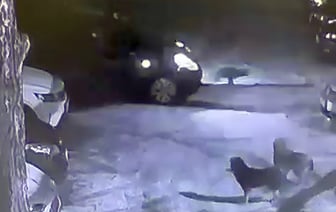 В Борисове собаки завели машину и устроили ДТП. Как такое возможно? — Видео