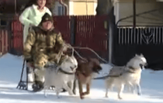 Мужчина гоняет на собачьей упряжке по улицам Бреста, а ролики с ним набирают тысячи просмотров в интернете. Репортаж о необычном гонщике из Бреста