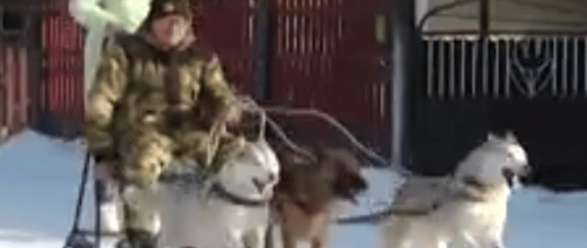 Мужчина гоняет на собачьей упряжке по улицам Бреста, а ролики с ним набирают тысячи просмотров в интернете. Репортаж о необычном гонщике из Бреста