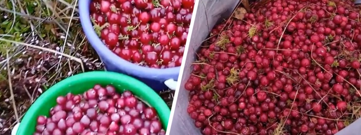 «Это самая вкусная» — Белорусы похвастались «урожаем» клюквы в январе. Где собрали полные ведра? — Видео