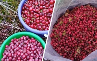 «Это самая вкусная» — Белорусы похвастались «урожаем» клюквы в январе. Где собрали полные ведра? — Видео